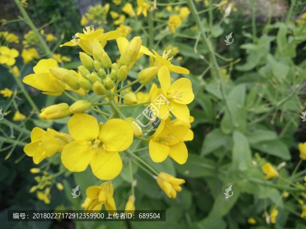 菜花-匯圖網(wǎng) www.fosd68.com 菜花