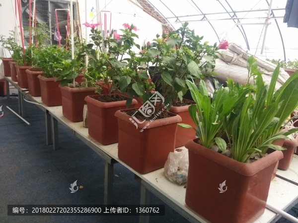 溫室無土栽培花卉蔬菜