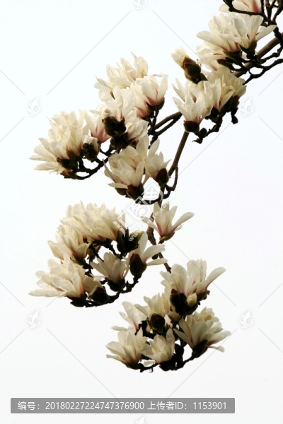 玉蘭花