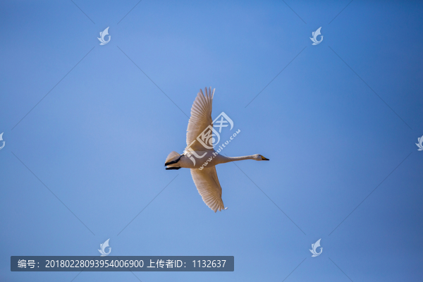大天鵝
