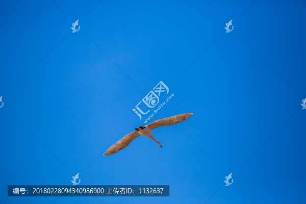 大天鵝