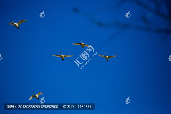 大天鵝