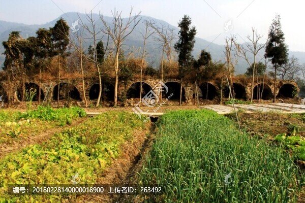 蒜苗地,菜地,石拱
