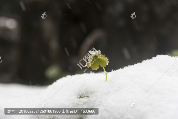 雪中小草