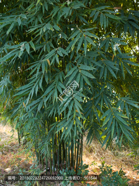 竹林
