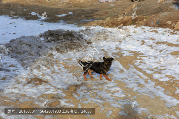 雪地,家狗