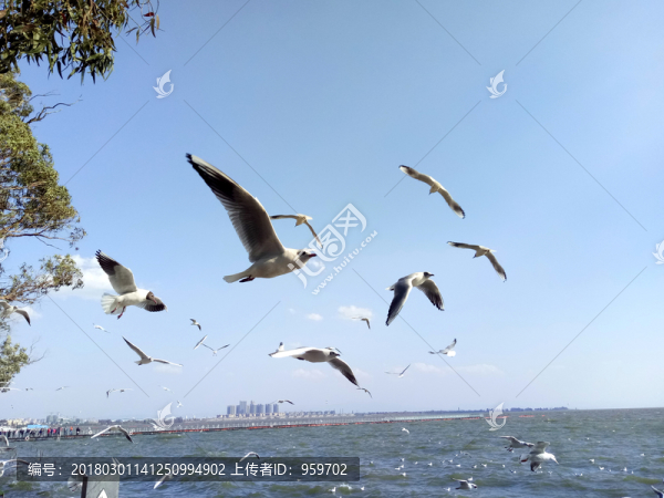 海鷗1