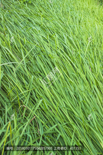 草地