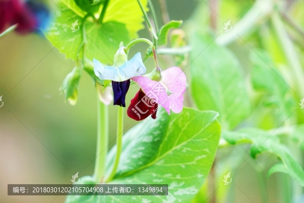 蘭豆,蘭豆花,蘭豆苗