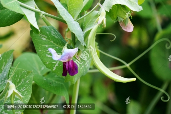 蘭豆花,蘭豆,蘭豆苗