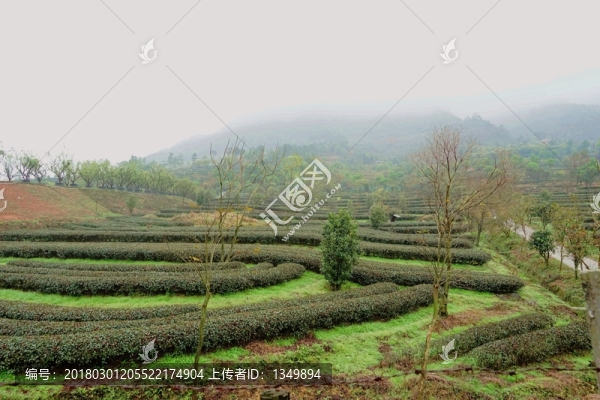 高山茶場,茶場