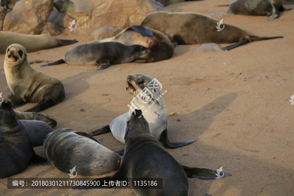 海獅