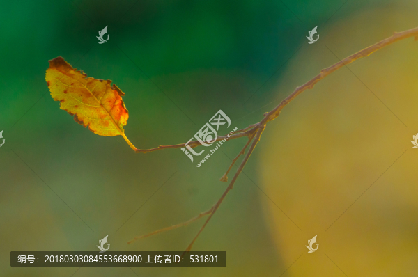 秋葉,色彩斑斕,孤獨