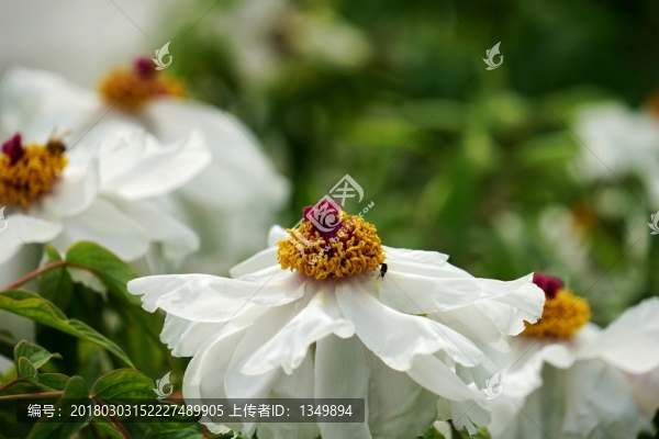 牡丹花