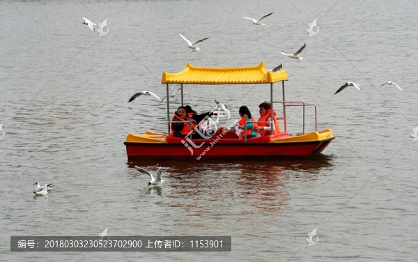 游船,海鷗