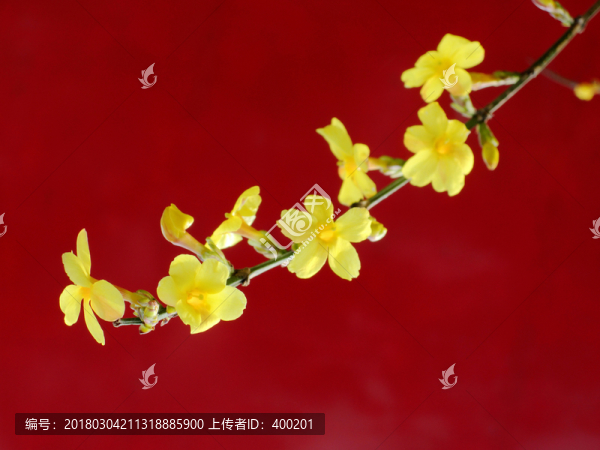 紅底迎春花