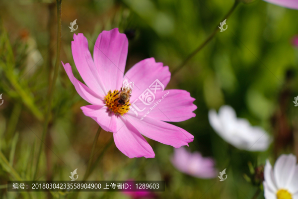 格?；? title=