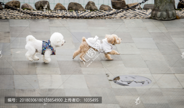 小狗,犬
