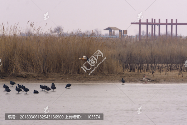 黃河三角洲濕地