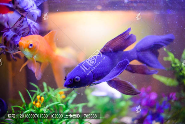觀賞魚