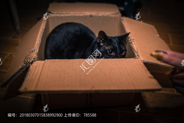 黑貓