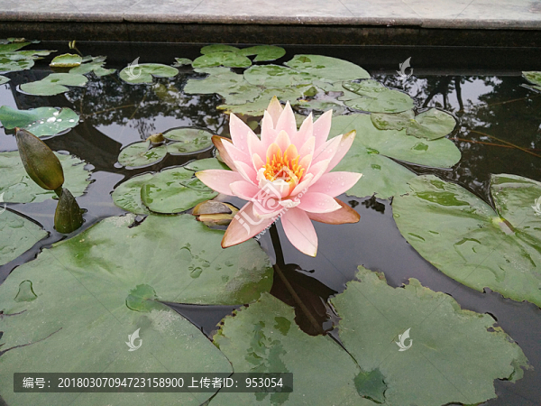 荷花