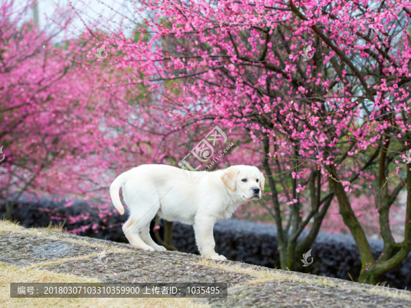小狗與梅花