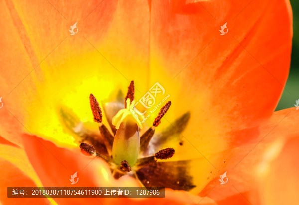 花蕊