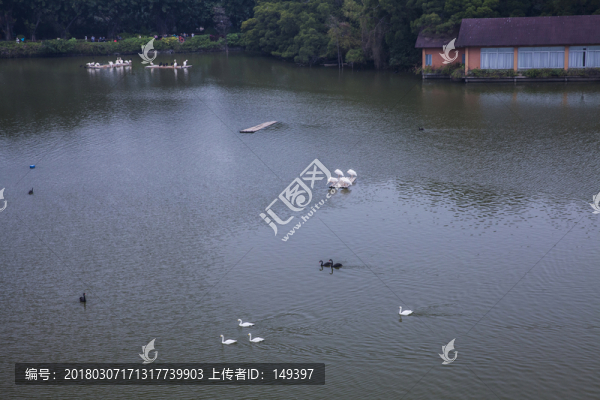 廣州長隆野生動物園天鵝湖
