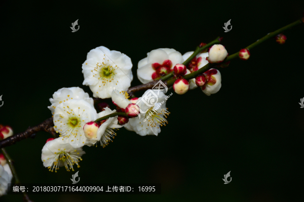 梅花開放