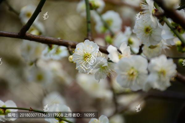 梅花