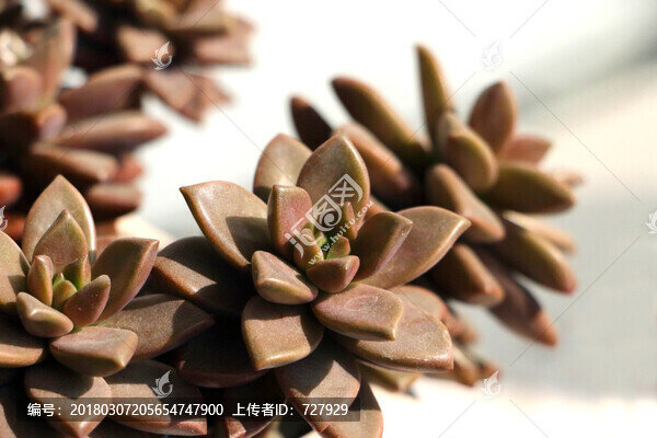 多肉,姬朧月