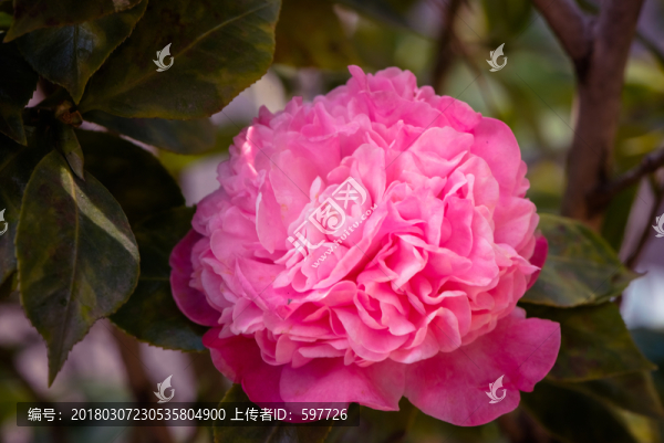 重瓣茶花