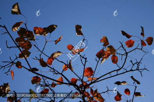 照片,118