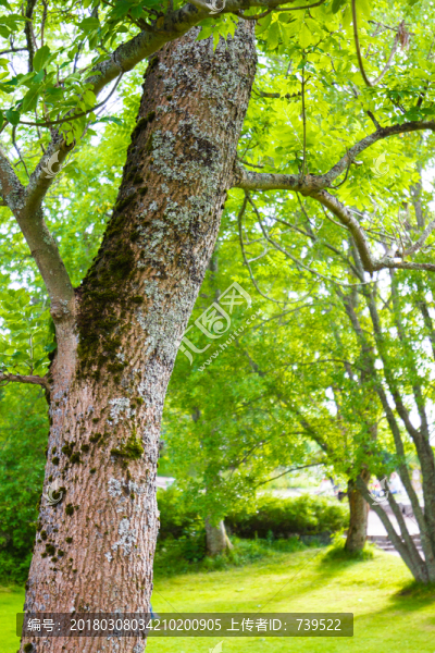 北歐樹林