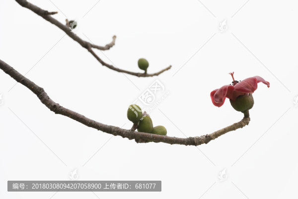 紅棉花素材