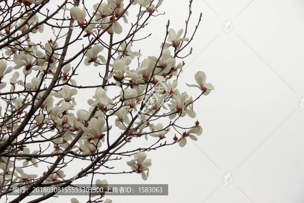 玉蘭花