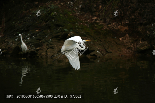 大白鷺,水面巡飛