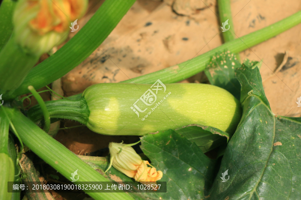 西葫蘆