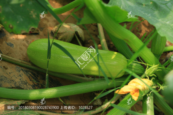 西葫蘆
