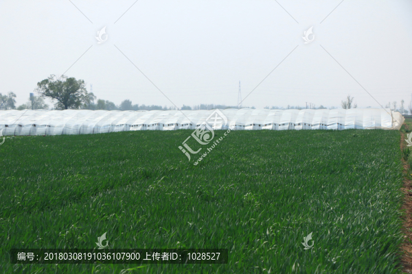 麥田
