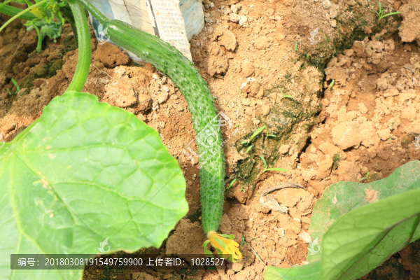黃瓜