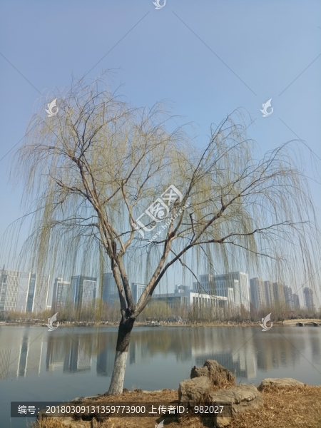 春天垂柳,垂柳樹