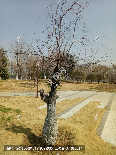 棗樹