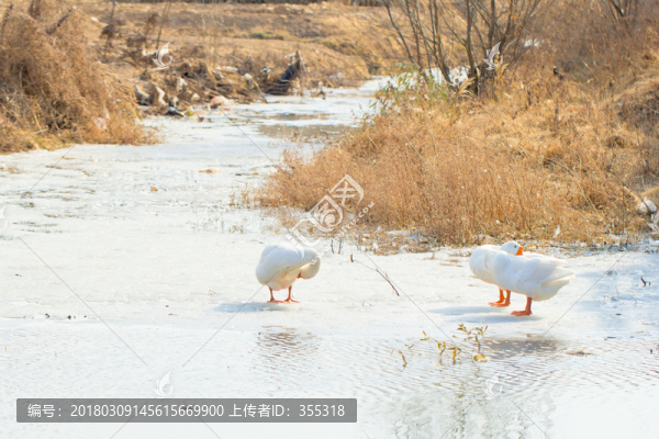 大白鵝,鴨子,白鵝,鵝群,養(yǎng)鵝