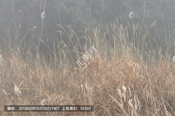狗尾巴草