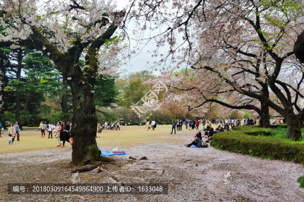 東京,春日櫻時(shí)