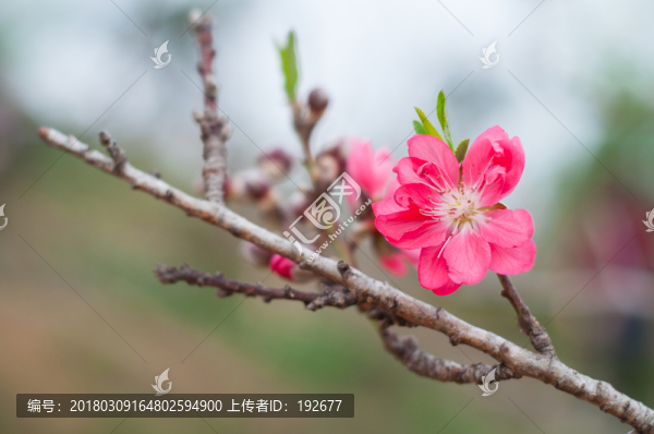 桃花