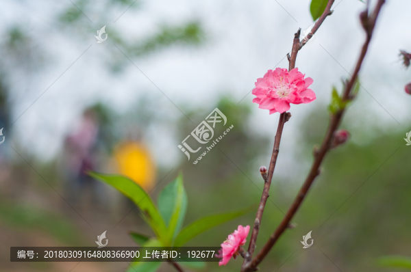 桃花