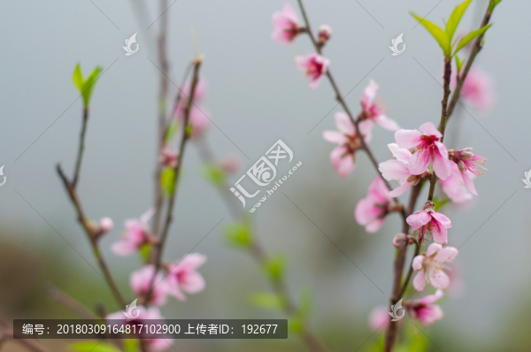 桃花